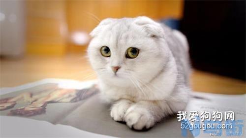 猫咪急性肠胃炎怎么办？