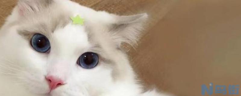 大猫能不能吃蛋黄猫粮呢？