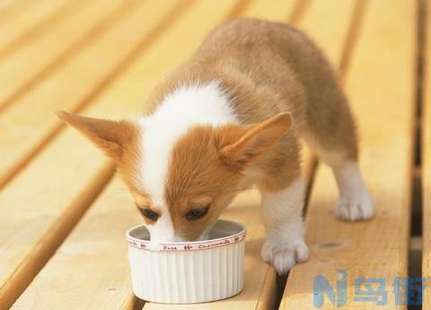 狗狗能吃鸡骨头吗？