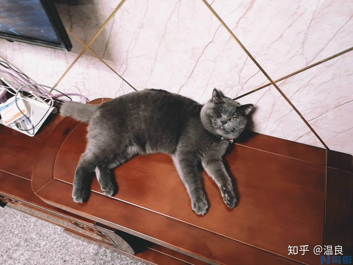 猫一定要吃化毛膏吗？