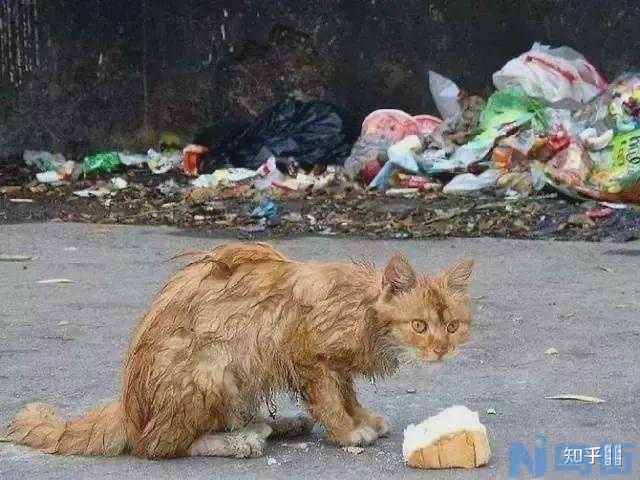 喂流浪猫吃什么？