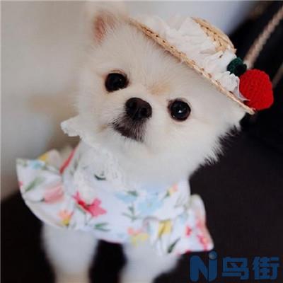 茶杯犬的寿命？