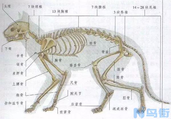 猫的身体为什么是流体的？