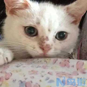 什么是猫癣？