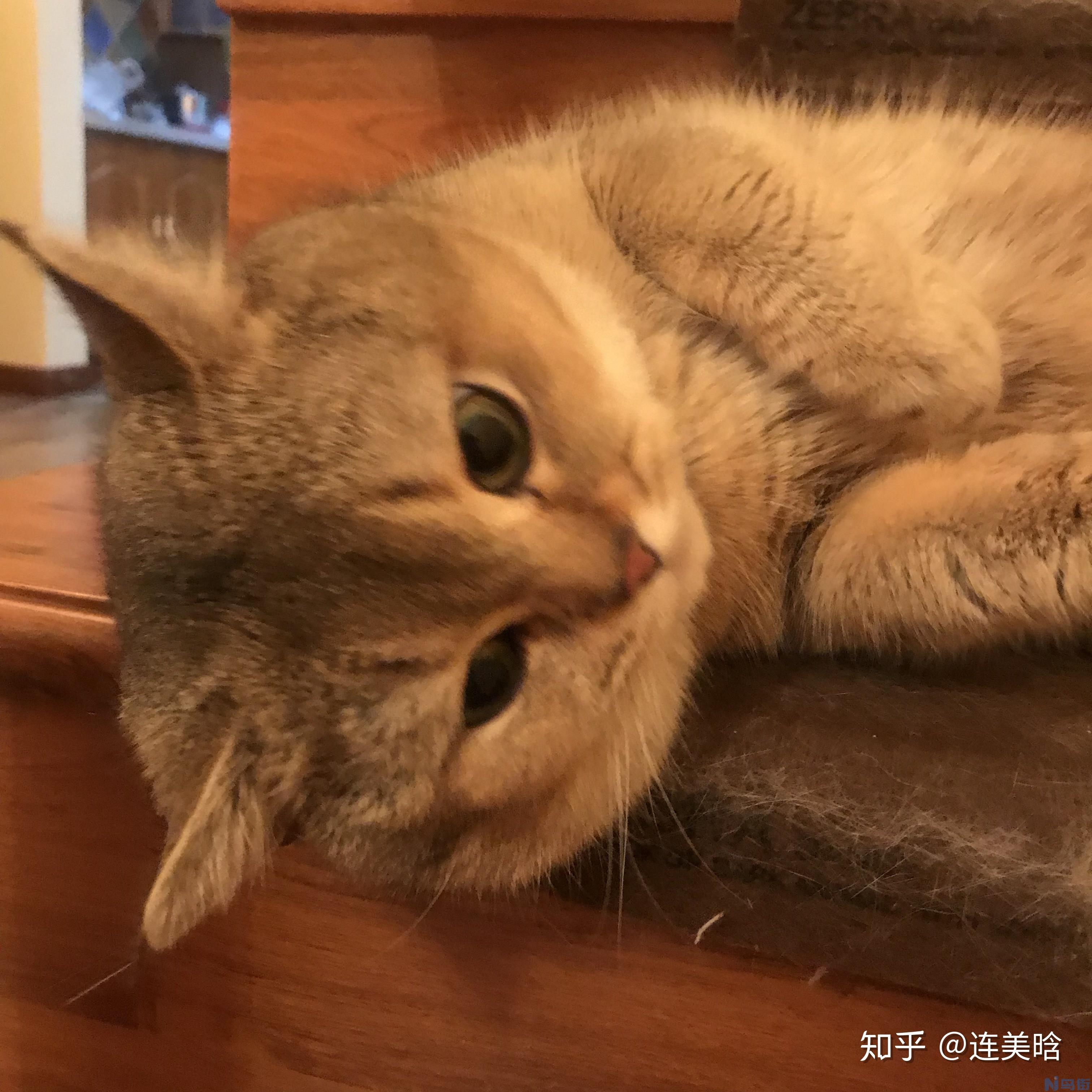 猫几个月驱虫？