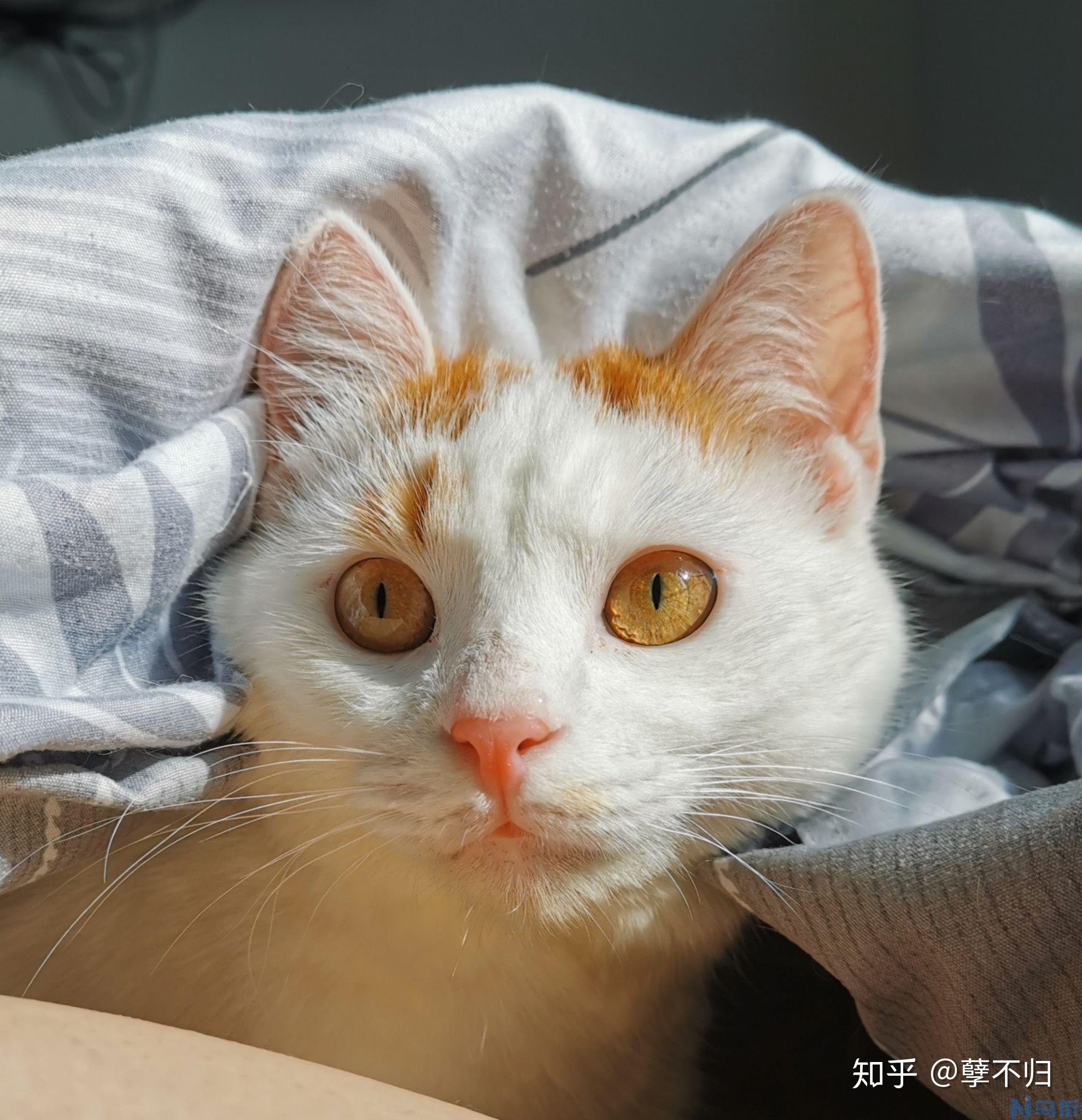 猫咪身上有结痂？