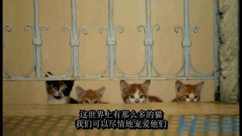 猫毛上有白色皮屑？