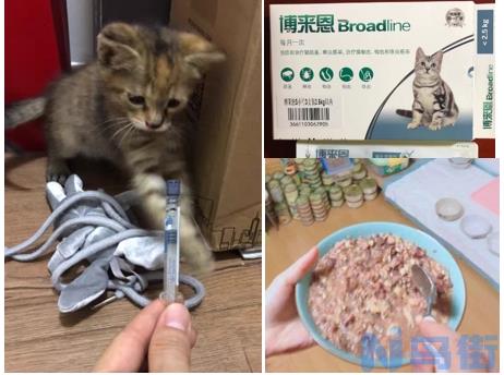 猫咪多久体内驱虫一次？