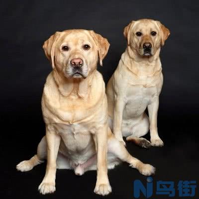 什么样的拉布拉多犬好？