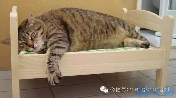 猫杯状病毒严重吗？