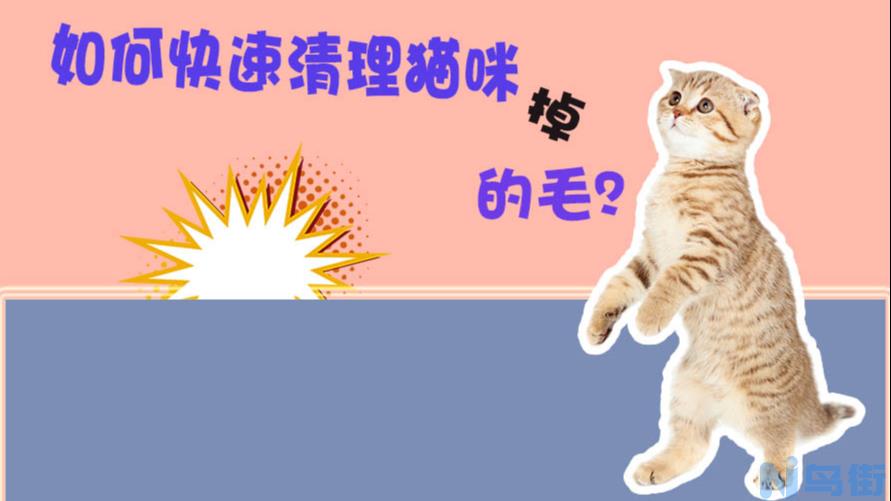 猫咪耳屎怎么清理？