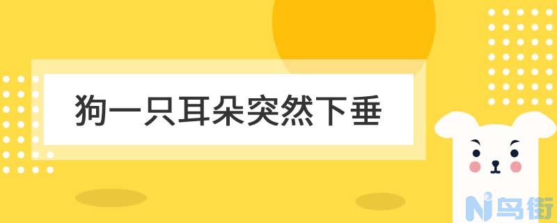 狗狗夏天有必要剃毛吗？