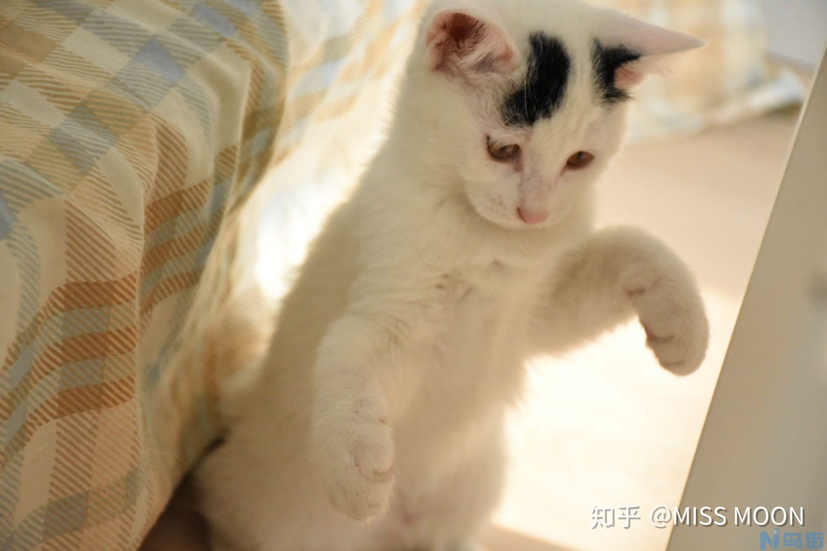 小猫满1个月可以吃猫粮？