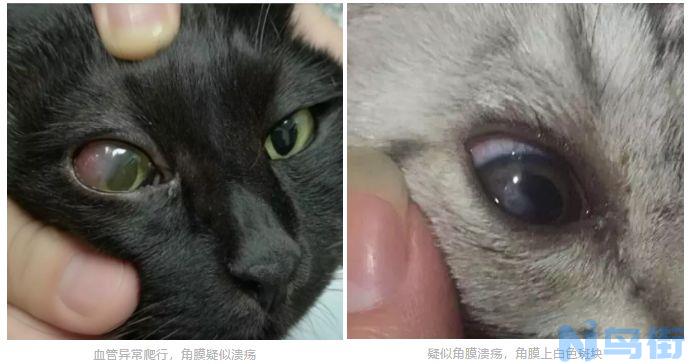 猫咪眼角膜溃疡？