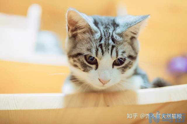 刚养猫咪要注意什么？