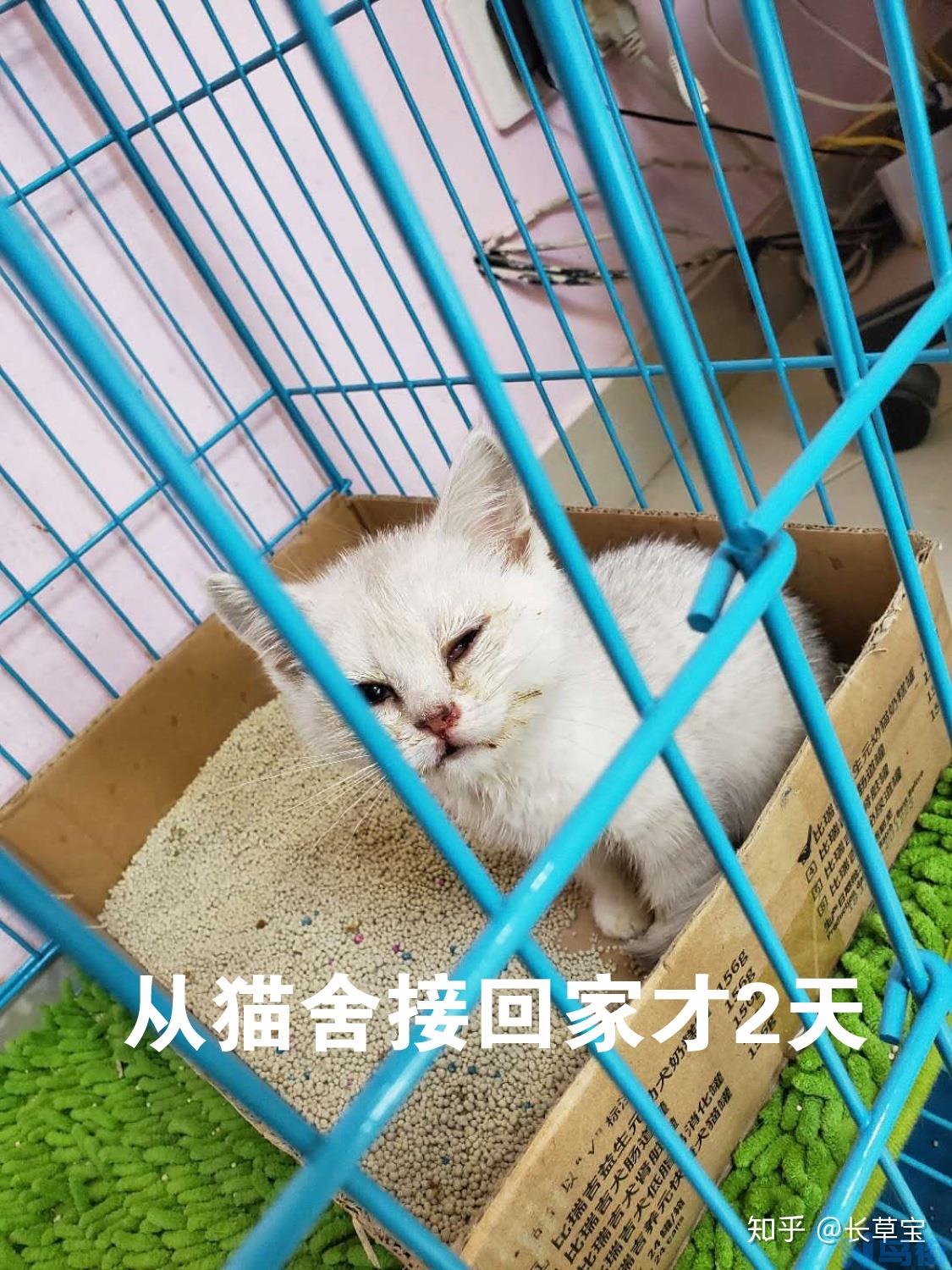 小猫鼻支症状？