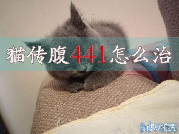 猫咪传腹怎么引起的？