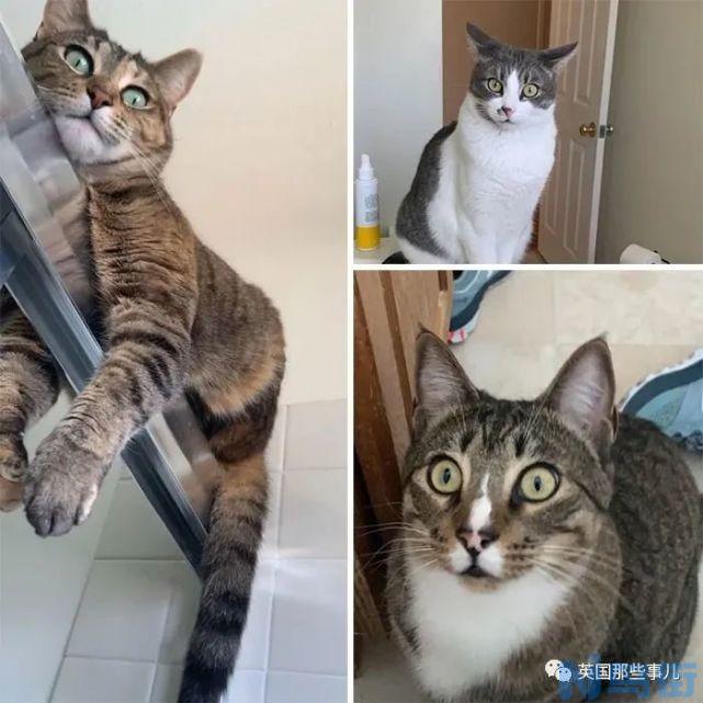 洗澡猫咪为什么蹲门口？