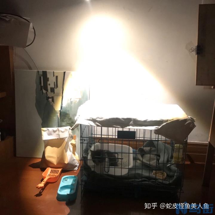 猫咪一直在猫砂盆里蹲着？