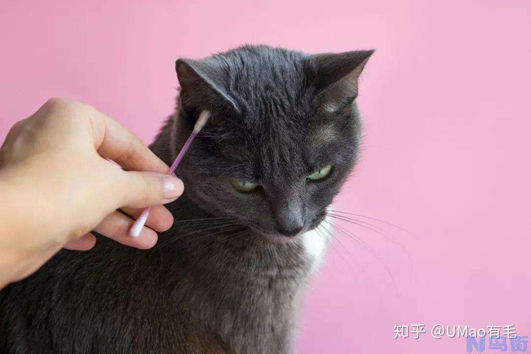 猫咪耳朵深处的污垢怎么清理？