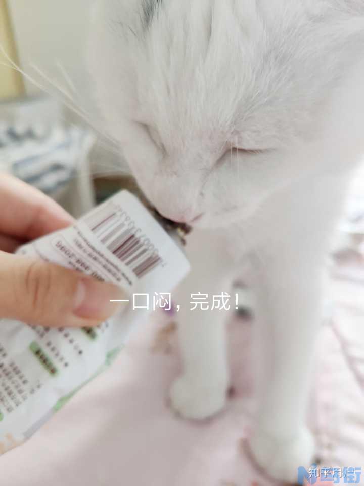 小奶猫是什么意思？