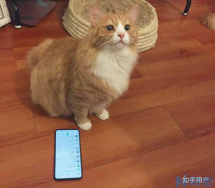 长毛猫拉屎粘屁股毛？