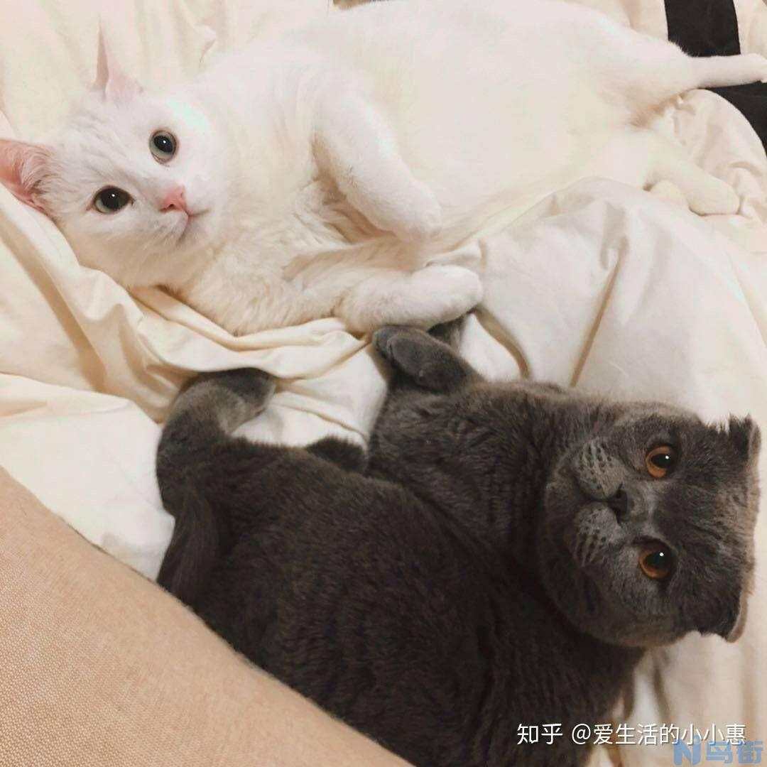 猫咪吐毛球几天才会好？