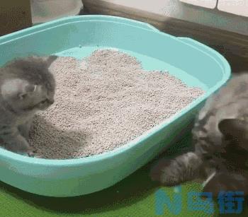 猫咪不用猫砂怎么办？