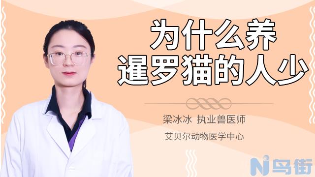 小狗腿骨折了什么症状？