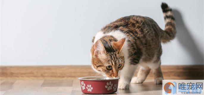 复合维生素b猫咪用量？