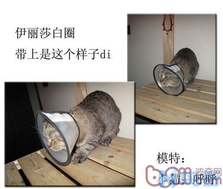 猫做完手术应注意什么？