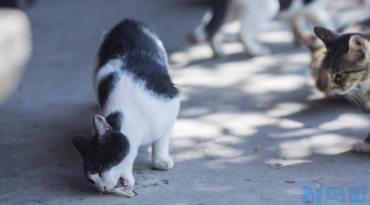 母猫怀孕还会让上吗？