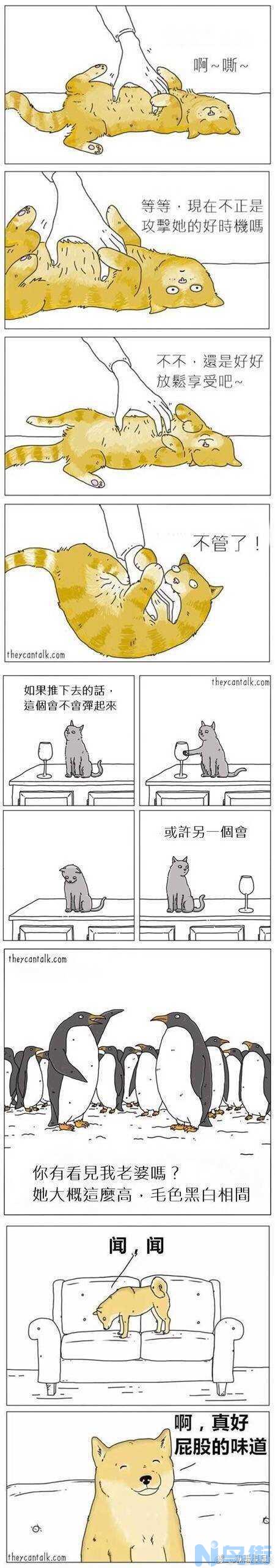 猫有多少个乳头？