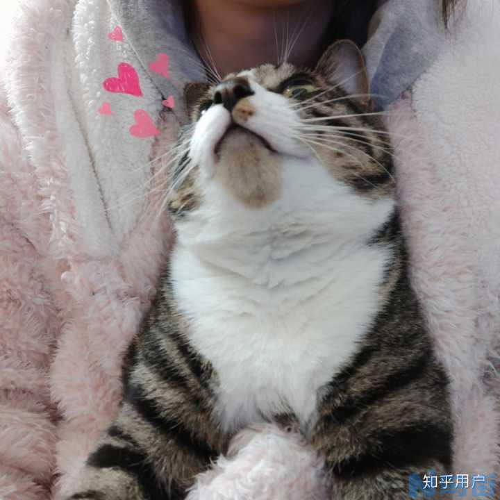 养小猫要准备哪些东西？