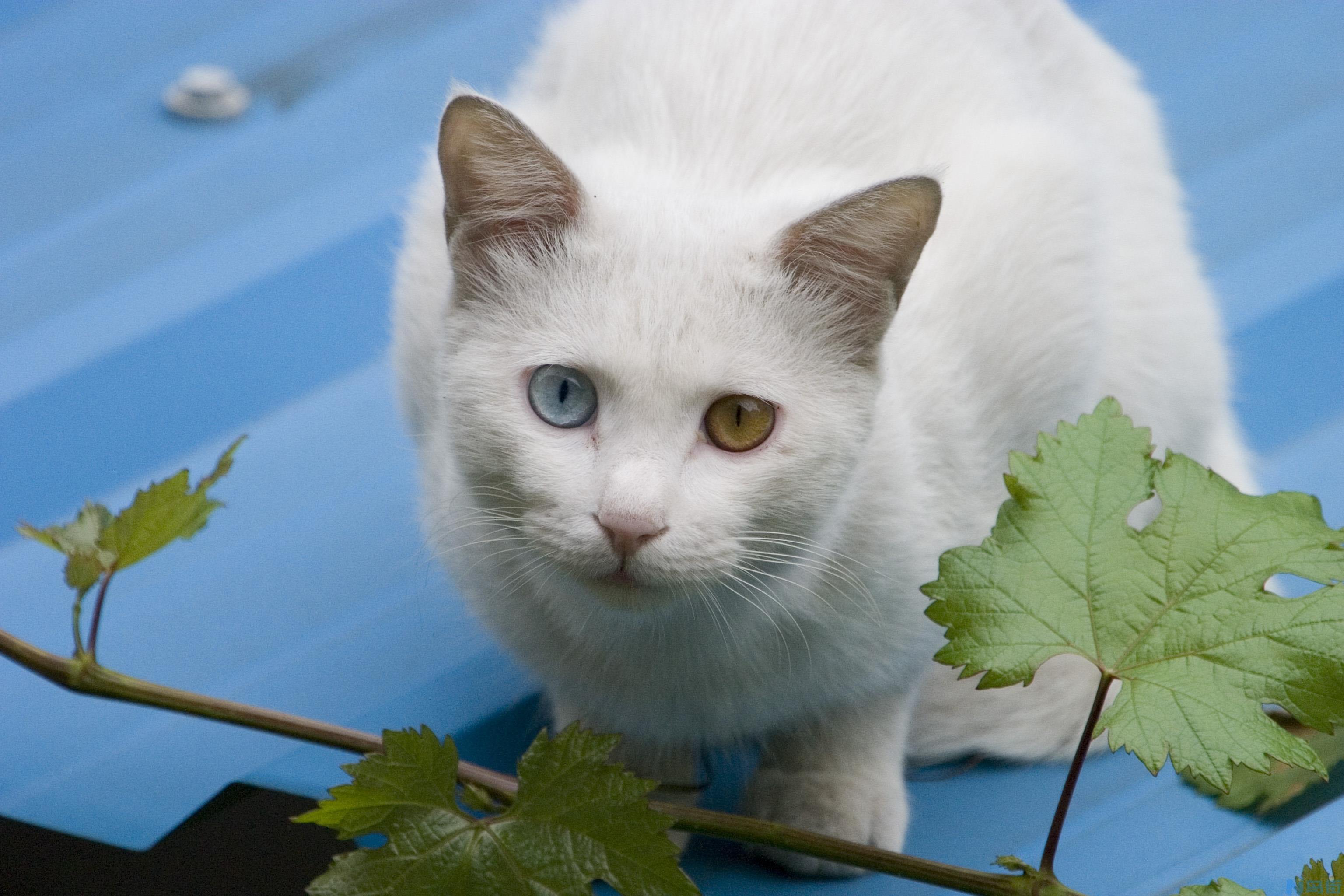 猫三联要打几针？