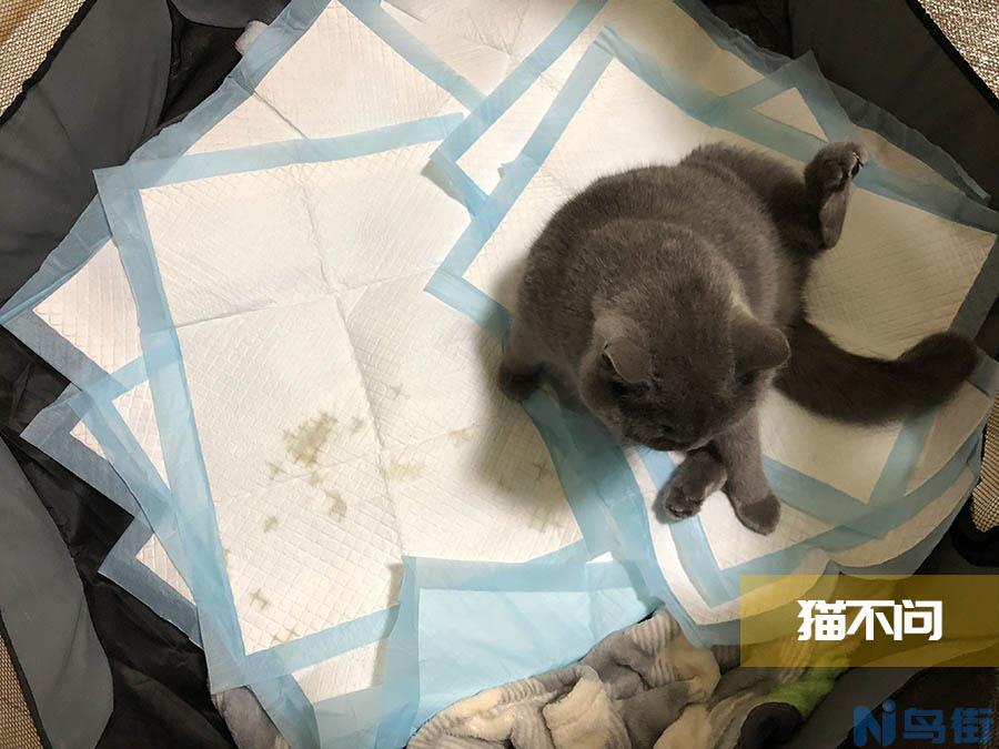 母猫生产后注意事项？