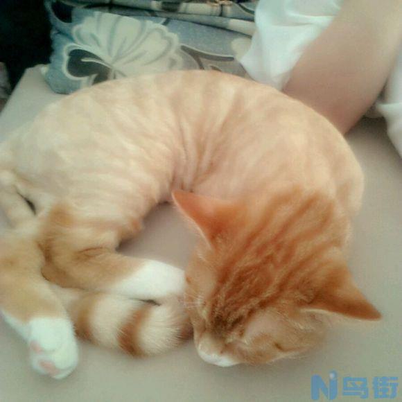 猫咪剃完毛什么时候能长出来？