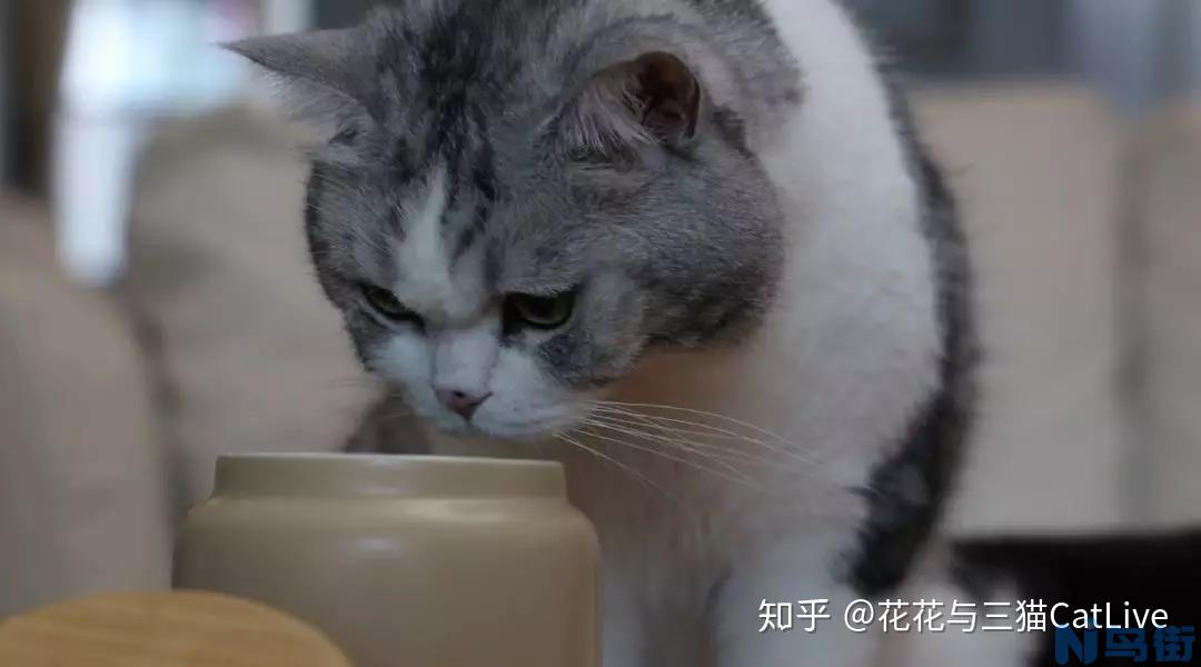 为什么我的猫对猫薄荷没反应？