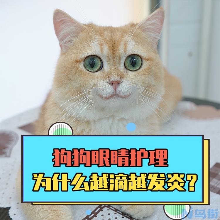 猫咪流泪用什么眼药水？