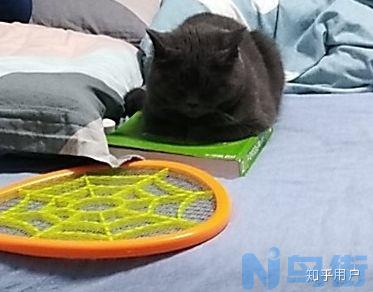 怎么样可以让猫长胖一点？