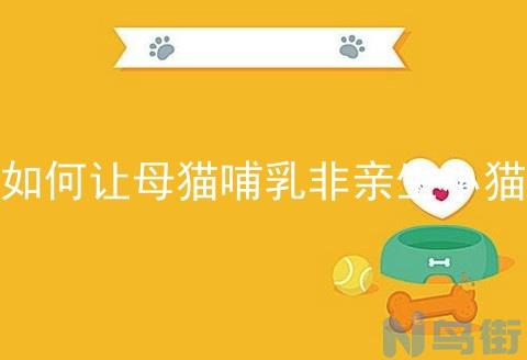 母猫生完小猫不喂奶怎么办？