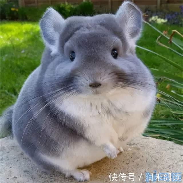 龙猫的食物都有什么？