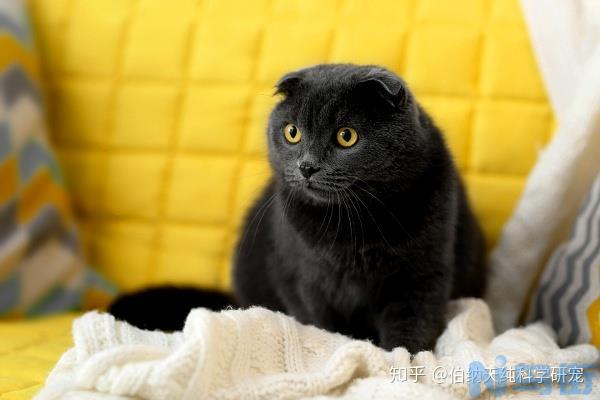 猫为什么会在床上小便？