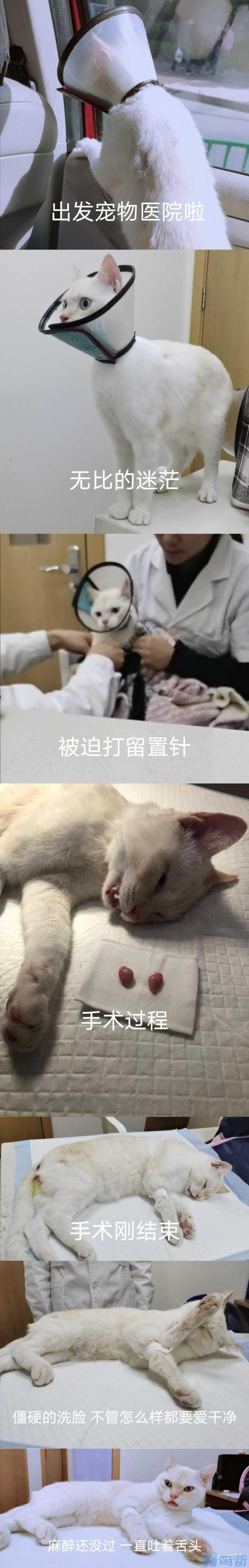 母猫绝育后不睡觉？