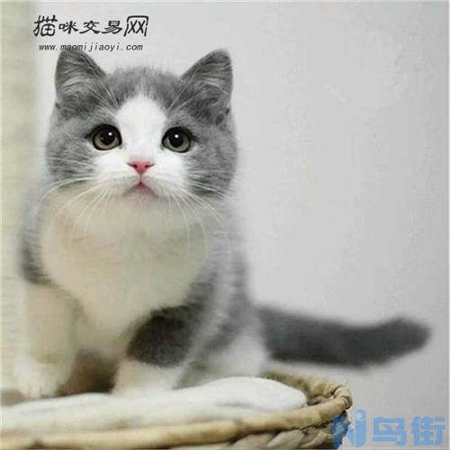 蓝猫如何养？