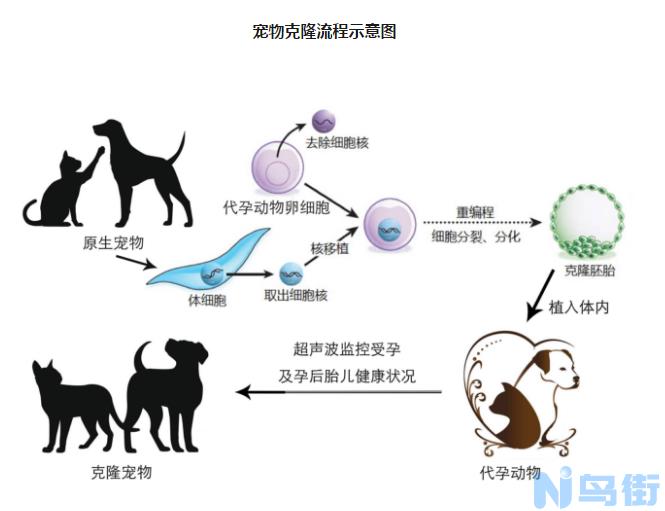 母猫多大怀孕比较好？