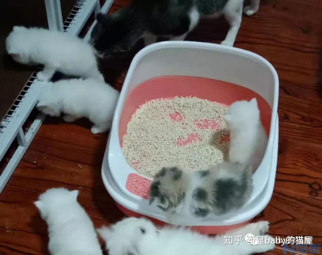 猫吃什么流产？