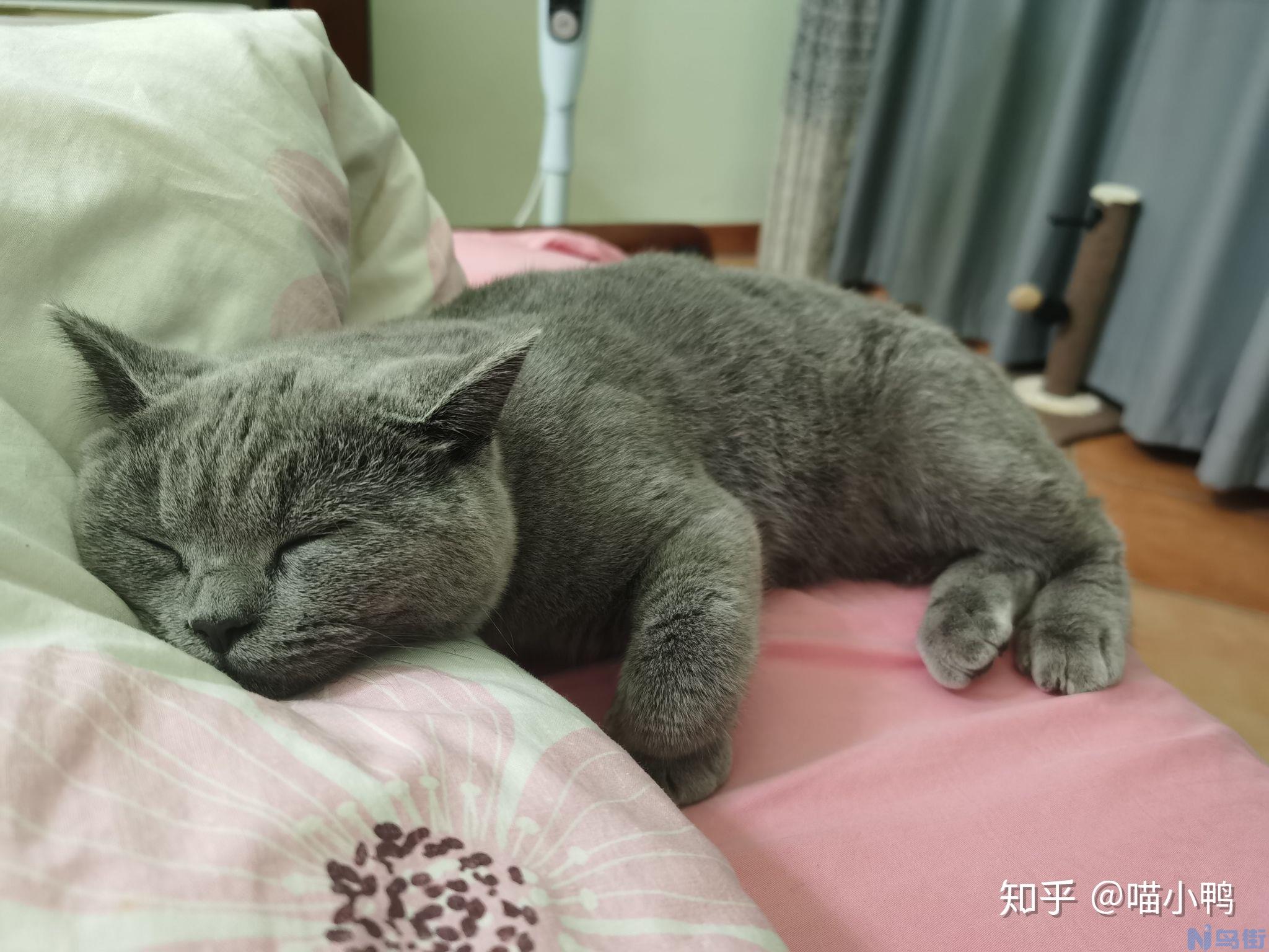 猫为什么要发腮？