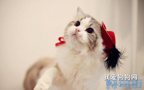 猫咪的下巴有黑点？