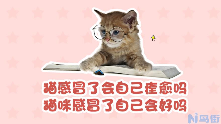 猫鼻支会自愈吗？